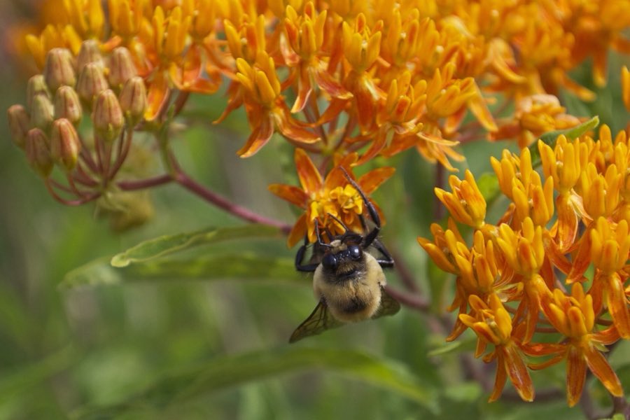 A bumblebee gripping a milkweed flower cluster while feeding