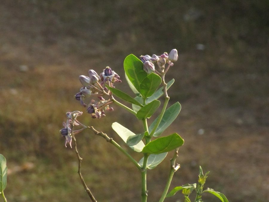 Giant milkweed, Calotropis gigantea, with waxy purple and white flowers on a tall shrub