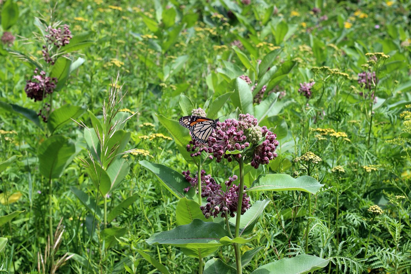 A monarch butterfly feeding at a cluster of pink common milkweed flowers in a summer meadow