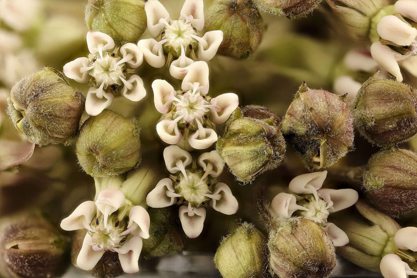 Close view of common milkweed flowers, showing the five reflexed petals and the crown of five hoods above them