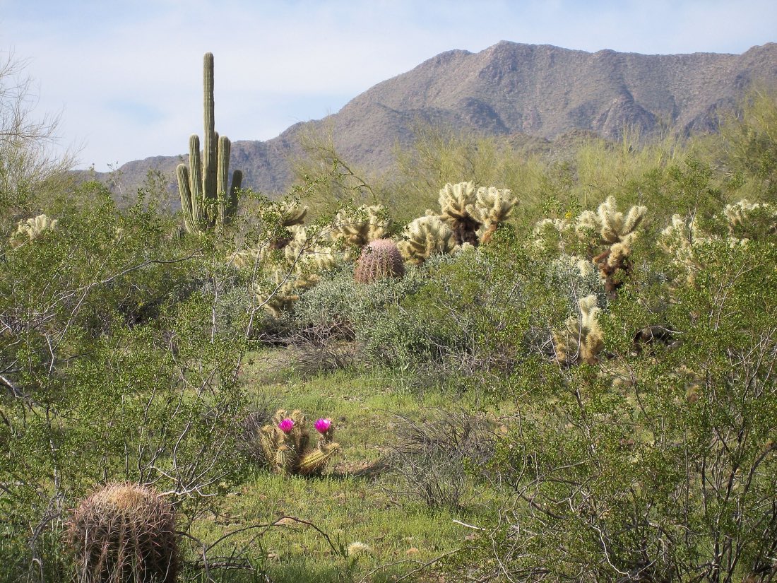 Sonoran Desert landscape with saguaro cactus, home to the leafless desert milkweeds
