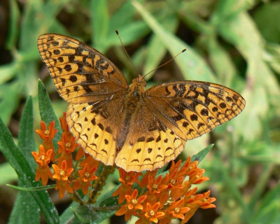 A great spangled fritillary, orange with black markings, nectaring at milkweed flowers
