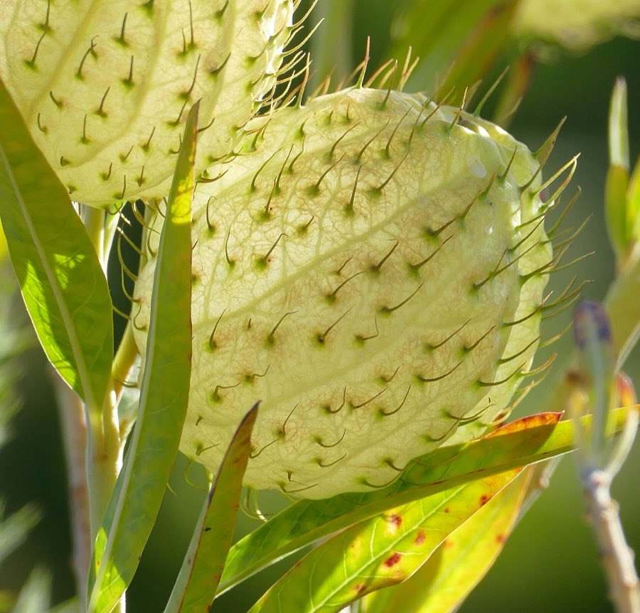 The inflated, bristly seed pods of balloon plant, a South African milkweed relative