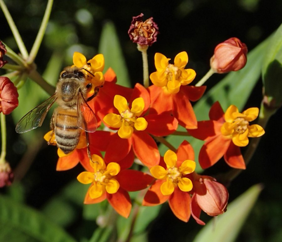 A honey bee working across a milkweed umbel, its legs deep among the hoods