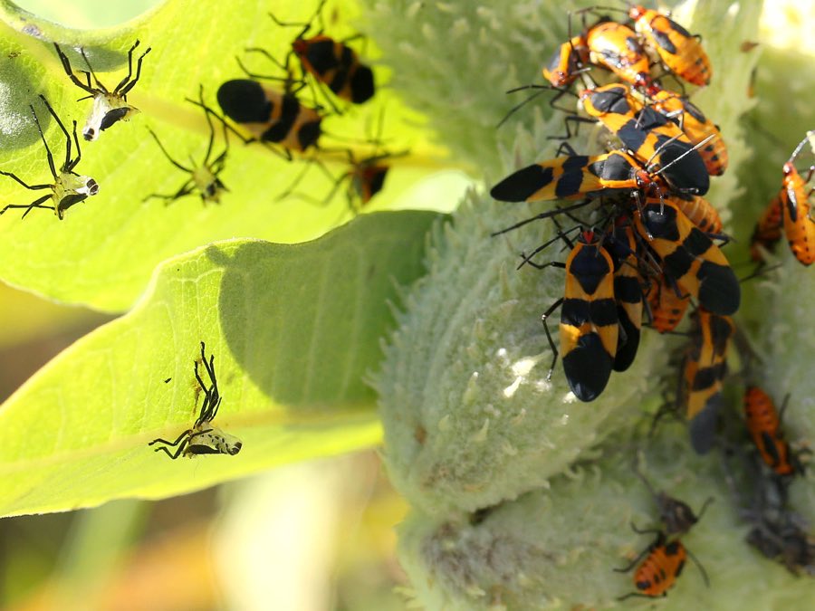 Large milkweed bugs, orange with black bands, gathered on a milkweed seed pod