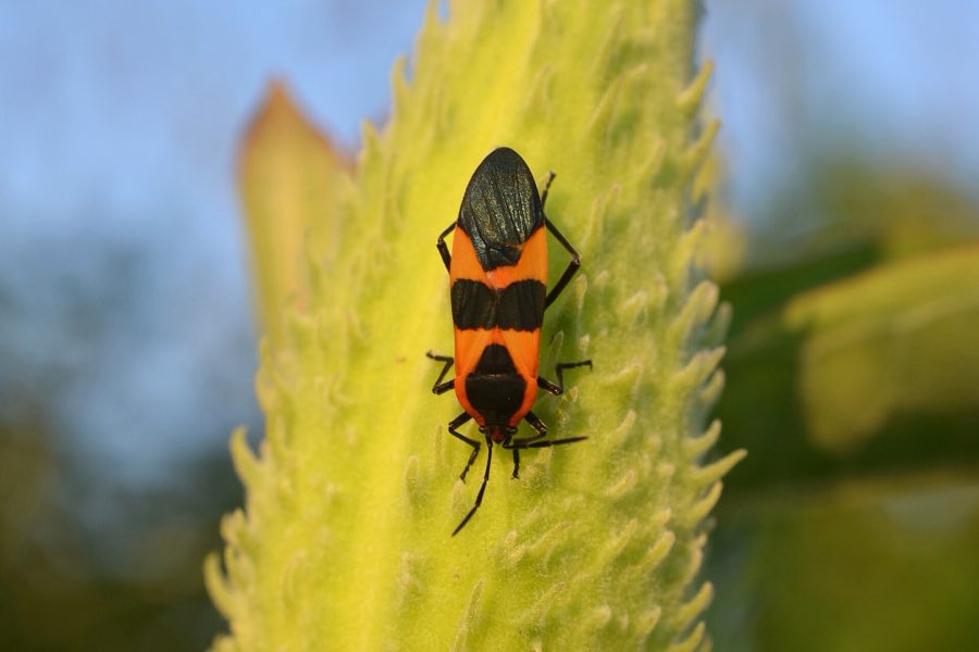 An adult large milkweed bug on a milkweed leaf, showing the black band across its orange back