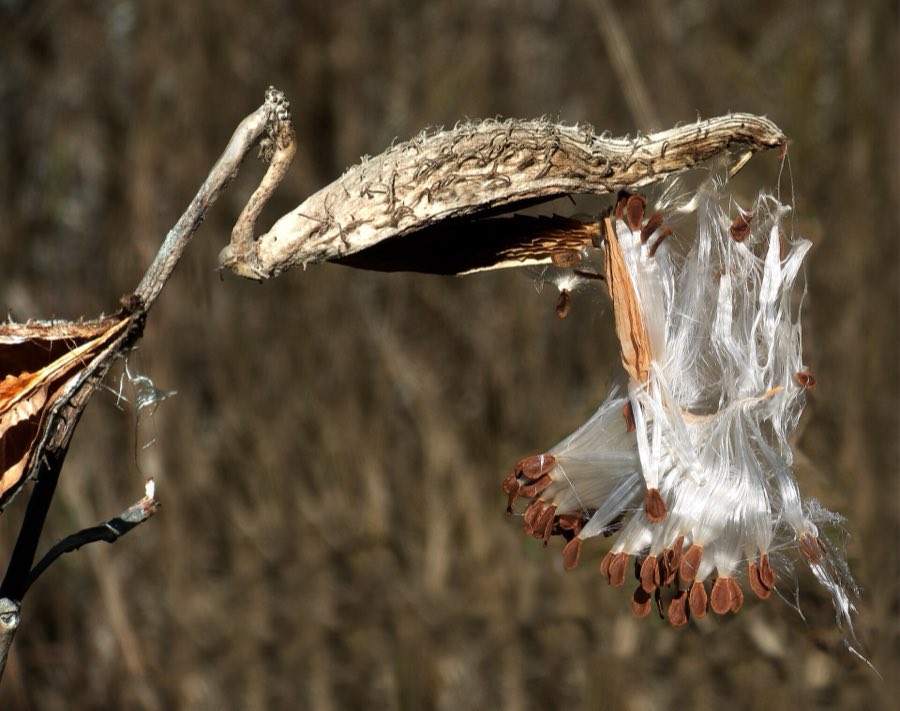 Close view of flat brown milkweed seeds packed in overlapping rows inside an open pod