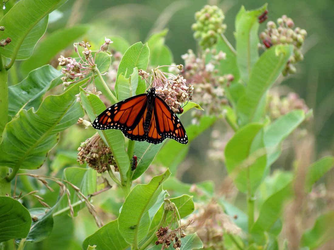 A stand of milkweed in flower with several insects feeding at the blooms