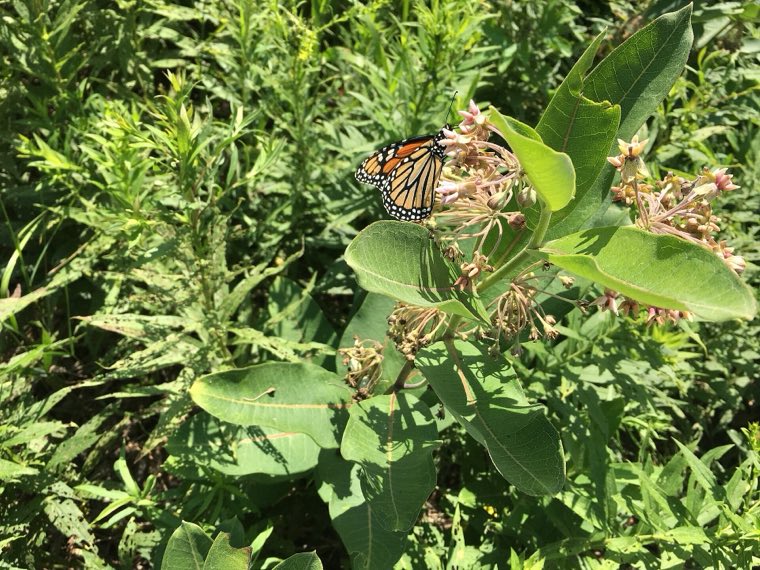 A common milkweed plant in leaf, the species whose broken stems bleed white latex