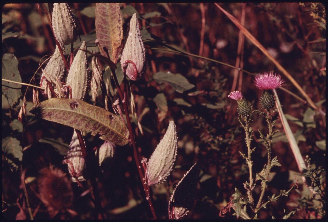 Common milkweed growing in abundance on wet marshy ground alongside bull thistle