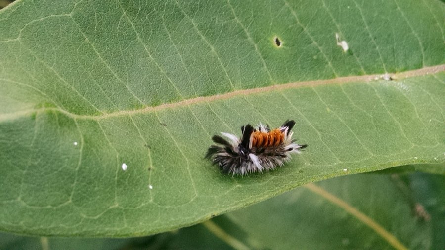 A cluster of milkweed tussock moth caterpillars, tufted in orange, black and white, stripping a milkweed leaf
