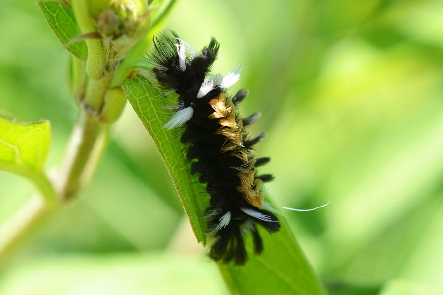 A milkweed tussock moth caterpillar showing the dense tufts of hair that give it its name