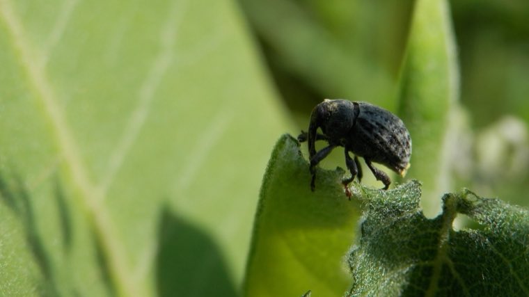 A milkweed stem weevil, dark and long-snouted, on a milkweed stem