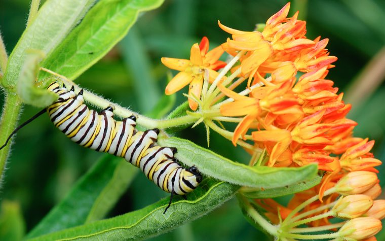 A late-instar monarch caterpillar on a milkweed stem, its black tentacles clearly visible