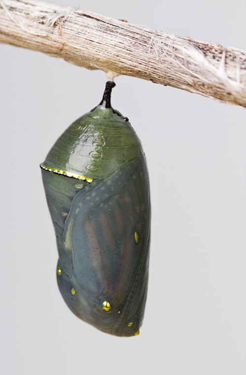 A darkened monarch chrysalis about to open, the orange and black wings visible through the case