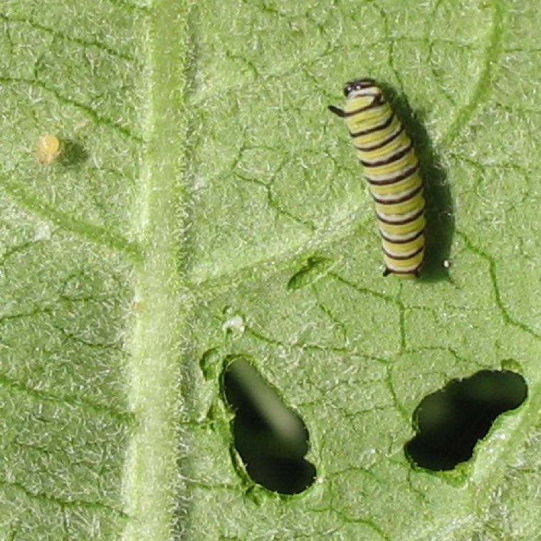 A monarch egg on a milkweed leaf