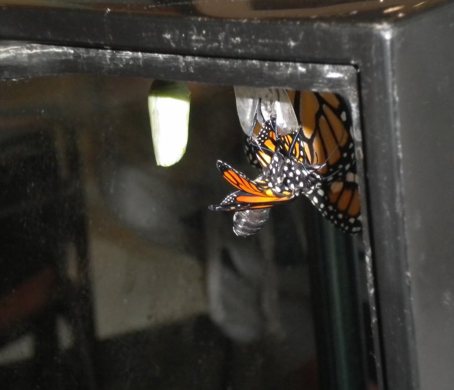 A monarch butterfly emerging from its chrysalis, wings still crumpled