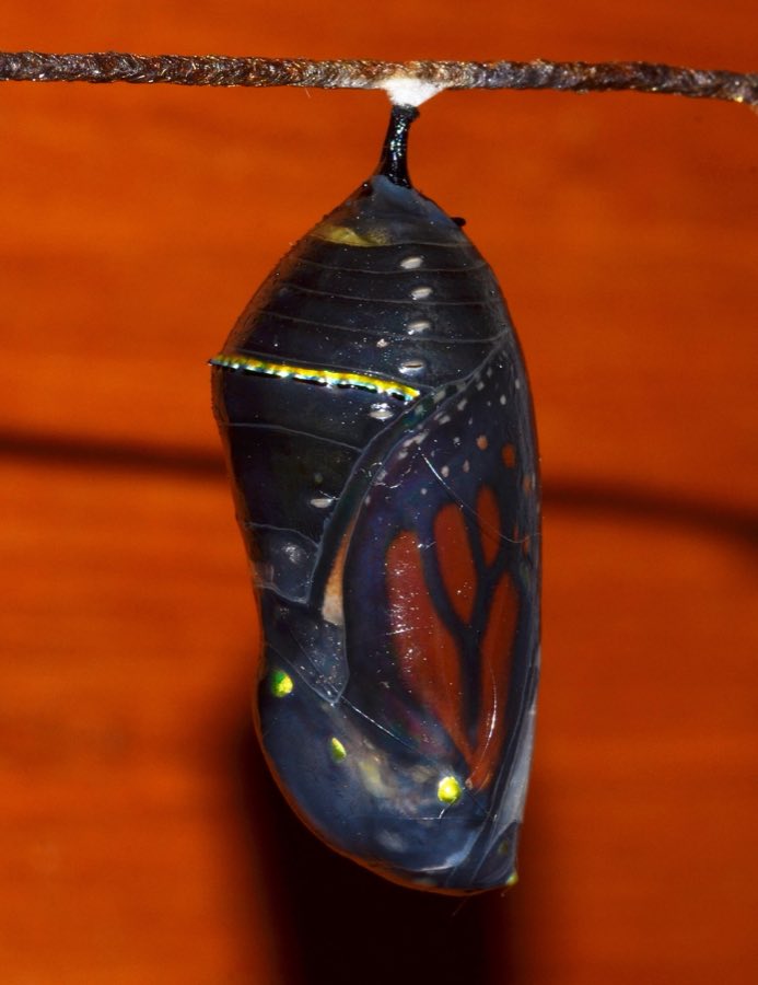 A newly emerged monarch hanging beneath its empty chrysalis case while its wings harden