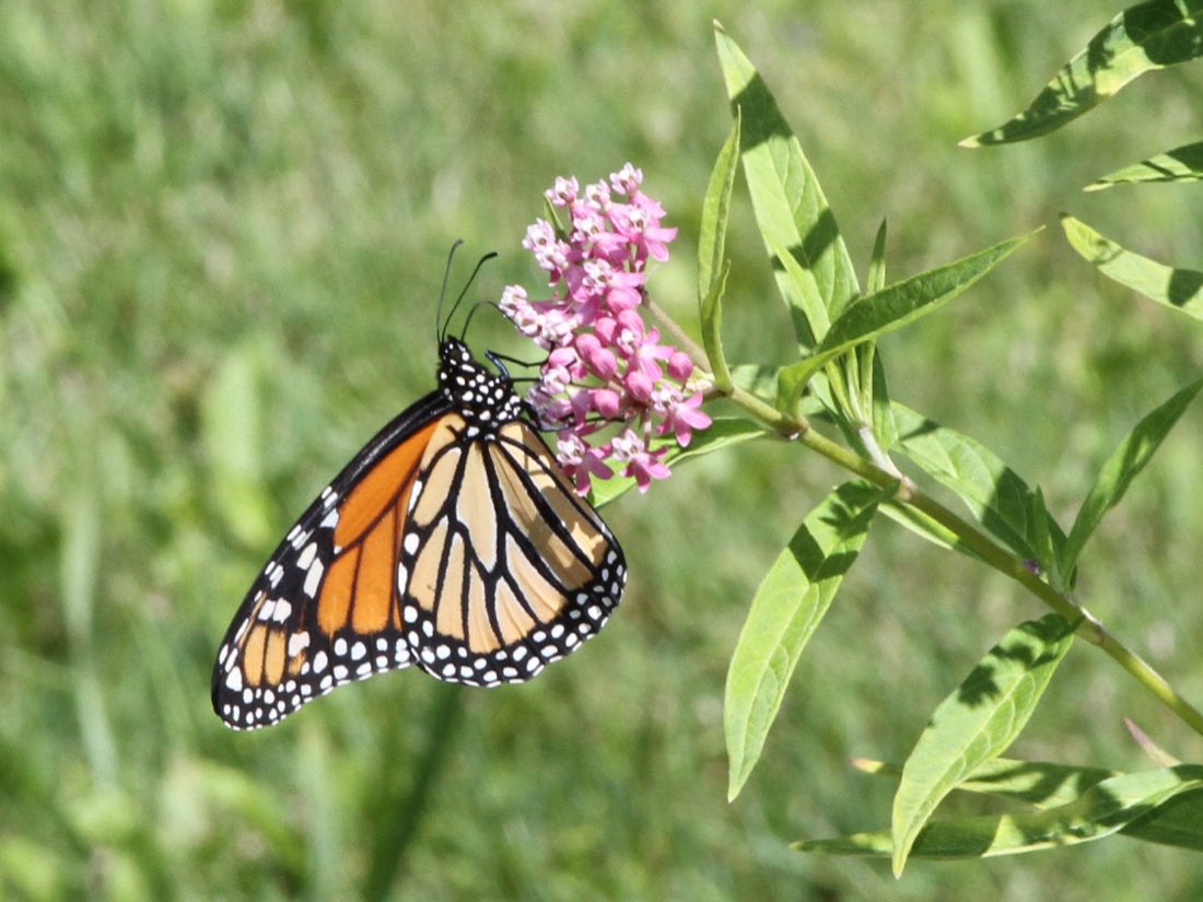 An adult monarch butterfly, wings open, feeding at a cluster of pink swamp milkweed flowers