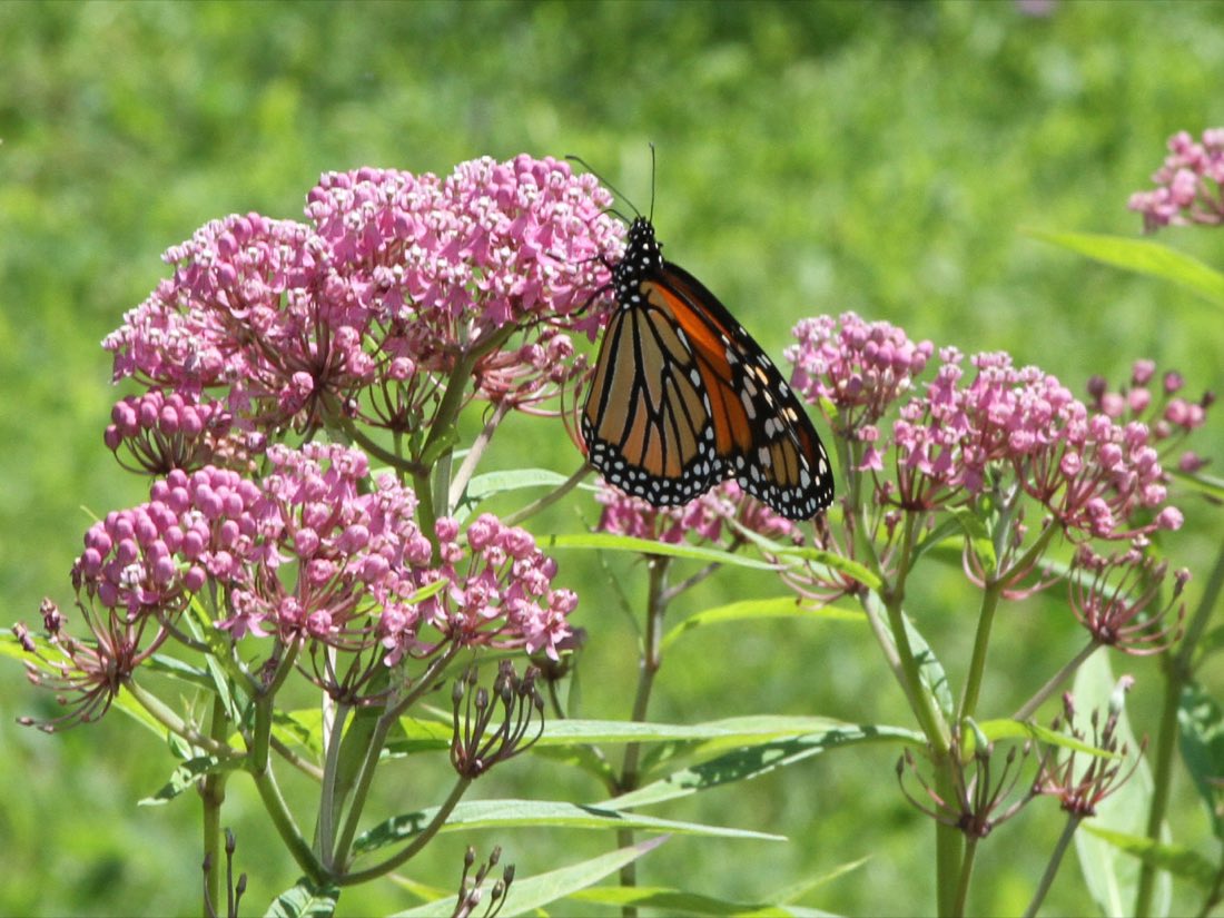 An adult monarch on milkweed flowers