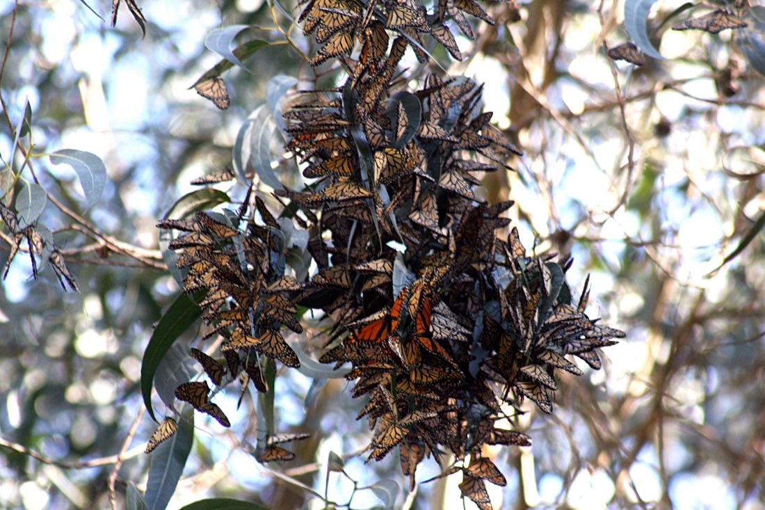 Monarch butterflies clustered thickly on a branch during migration