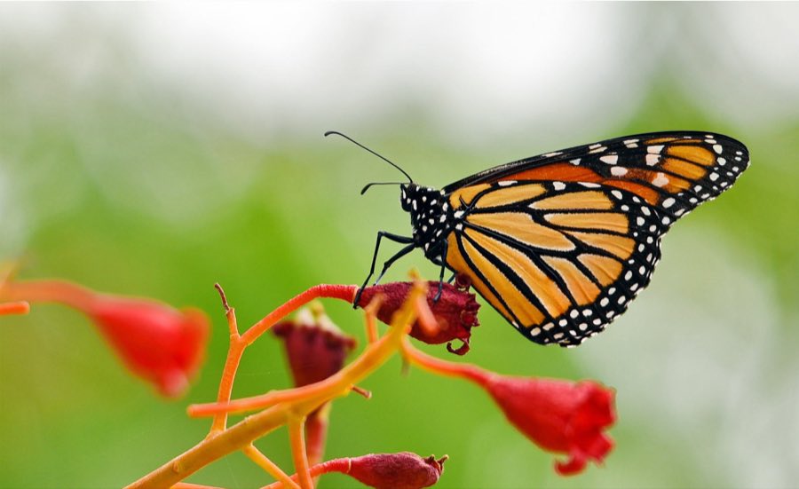 Close view of a monarch wing, showing the black veins and the scales that carry the orange