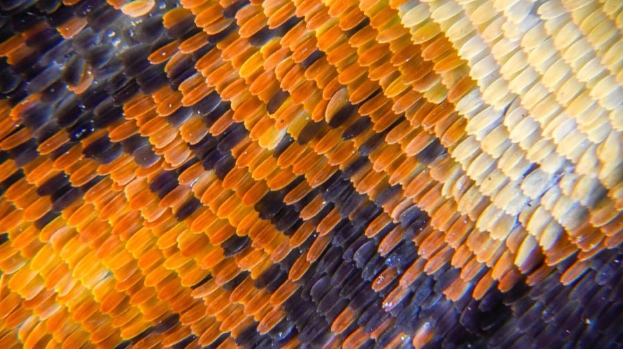 Detail of a monarch butterfly wing and the white spots along its dark border