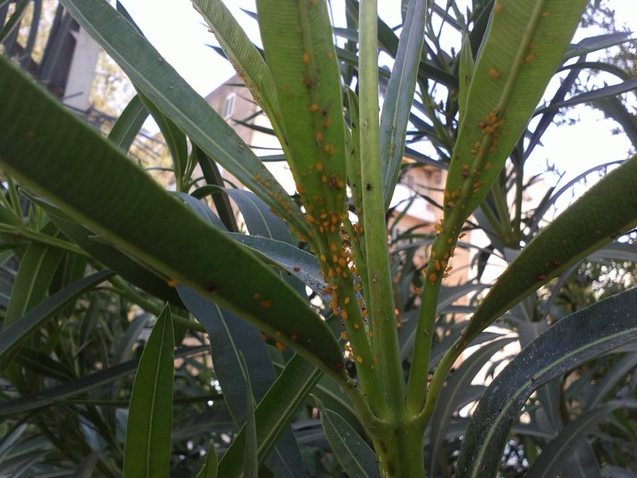 A dense colony of bright yellow oleander aphids clustered along a milkweed stem