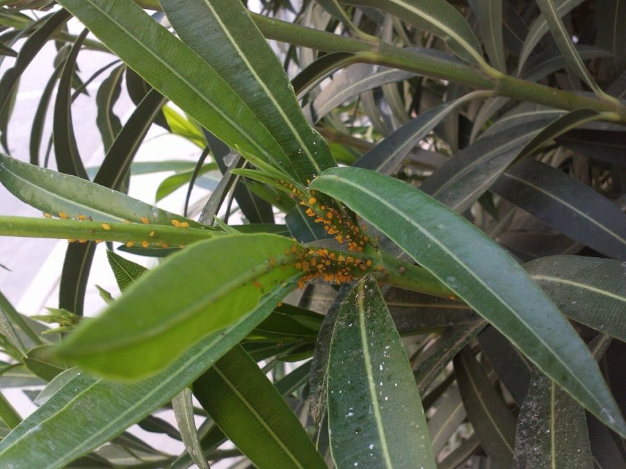 Yellow oleander aphids with black legs packed onto the growing tip of a milkweed plant