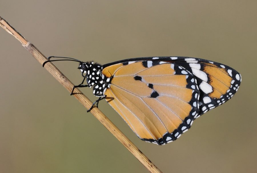 An African monarch, or plain tiger, an orange and black relative of the monarch found across Africa and Asia