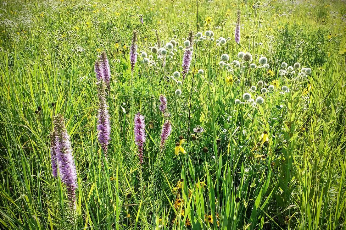 A restored Illinois prairie in flower, with milkweed and other native wildflowers among the grasses