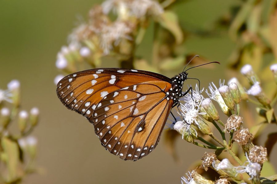 A queen butterfly, deep chestnut brown with white spots, feeding at a flower