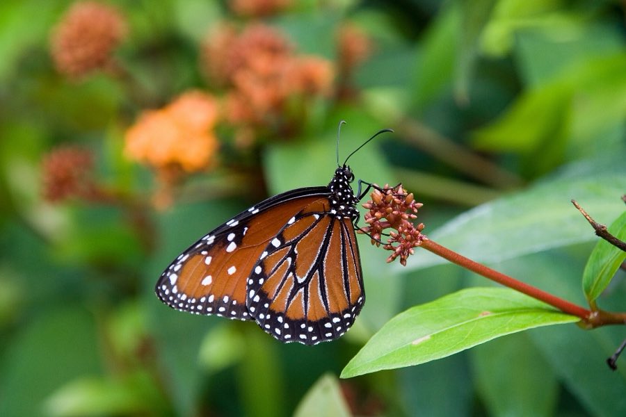 A queen butterfly resting with wings closed, showing the white-spotted underside