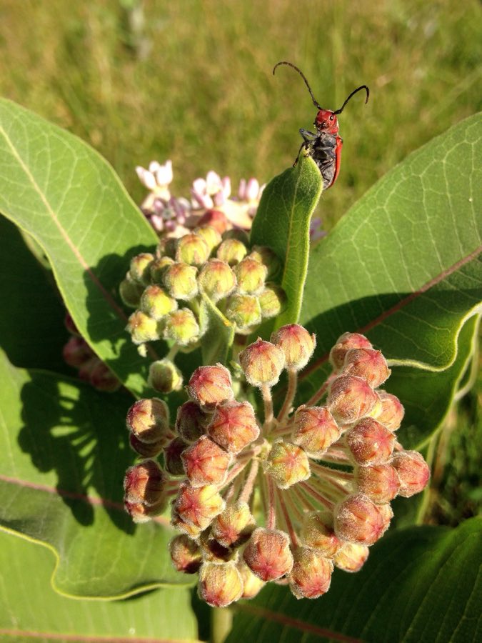 A red milkweed beetle with long black antennae feeding on common milkweed flowers