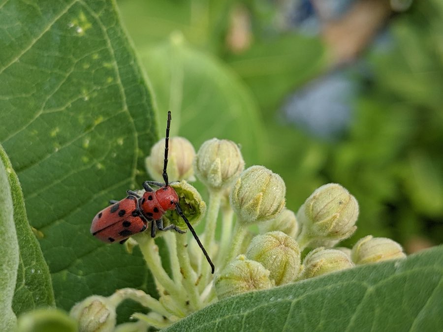 A red milkweed beetle chewing a milkweed leaf, its bright red body warning of the toxins it carries