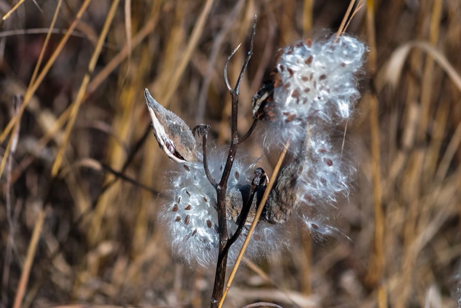 A split milkweed pod with brown seeds attached to white silky floss spilling out