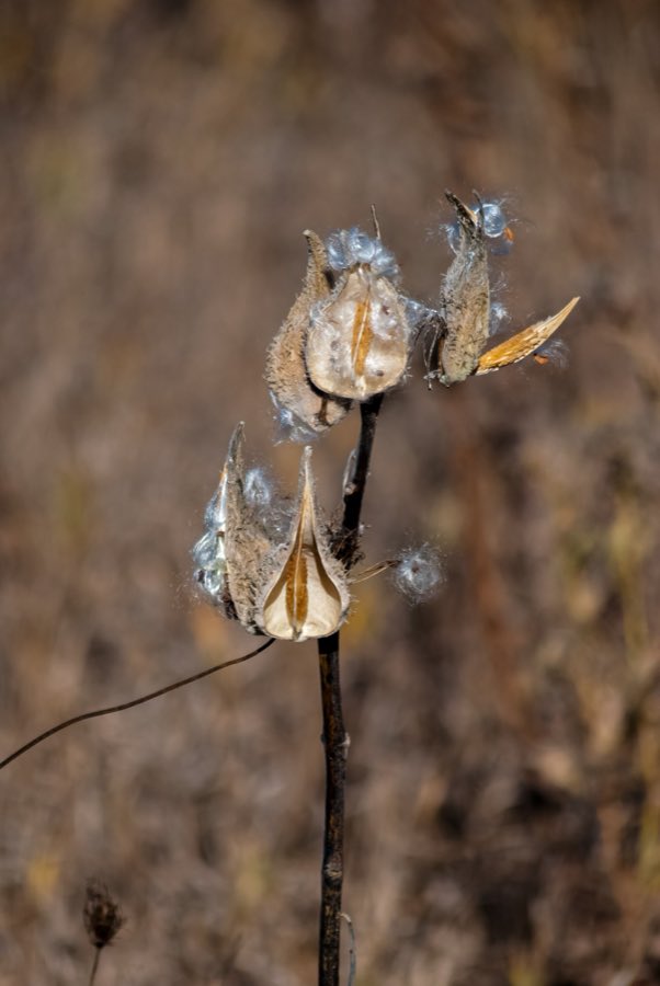 Empty milkweed pods on dry stems after the seed has blown away