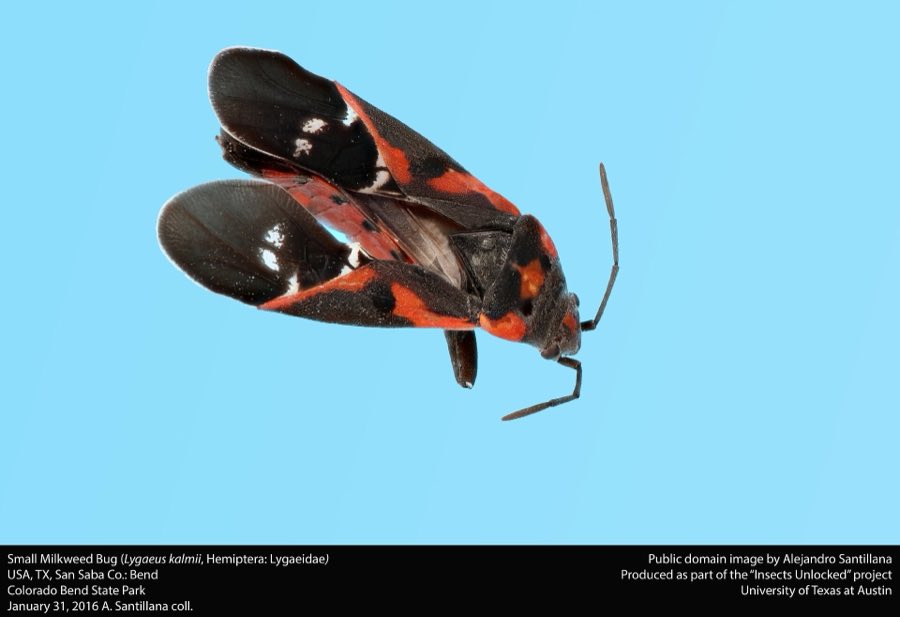 A small milkweed bug, black with a red X across its back, resting on a leaf