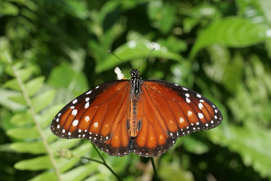 A soldier butterfly, similar to a monarch but with softer wing veining, at rest on a leaf