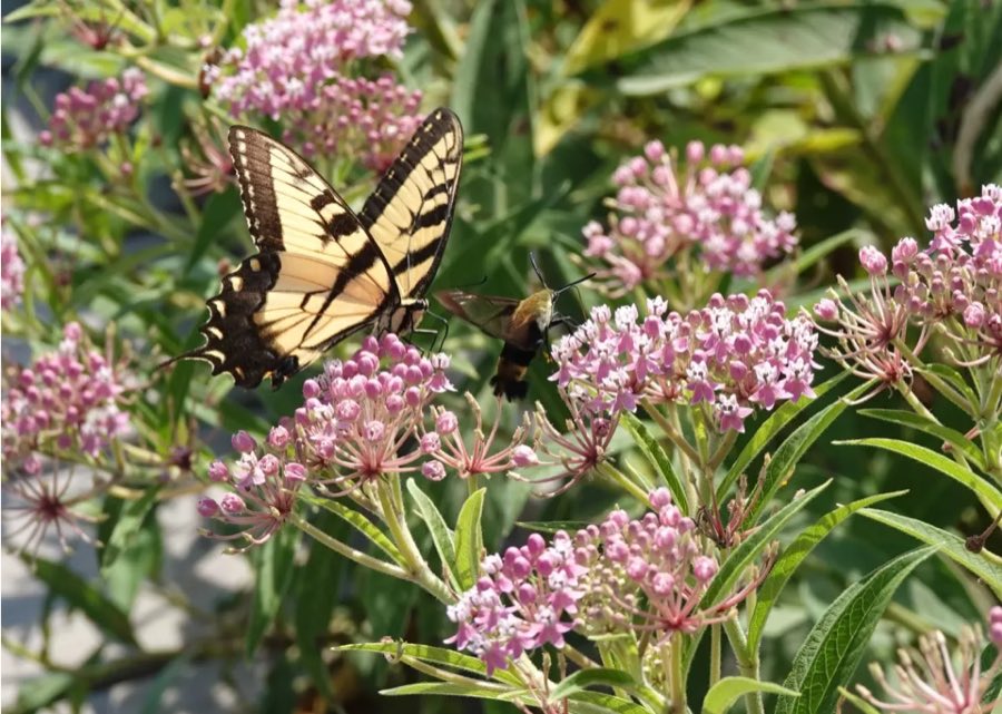 A swallowtail butterfly nectaring at milkweed flowers