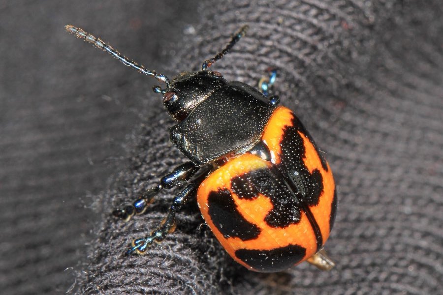 A swamp milkweed leaf beetle, glossy orange and black, on a milkweed leaf