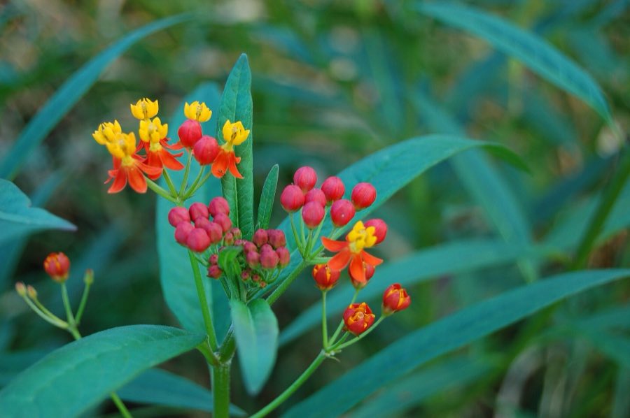 Tropical milkweed in flower, its umbels a vivid red and orange