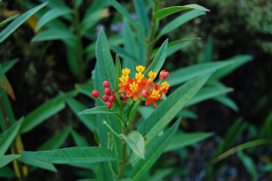 Tropical milkweed, Asclepias curassavica, showing the red petals and orange hoods that distinguish it