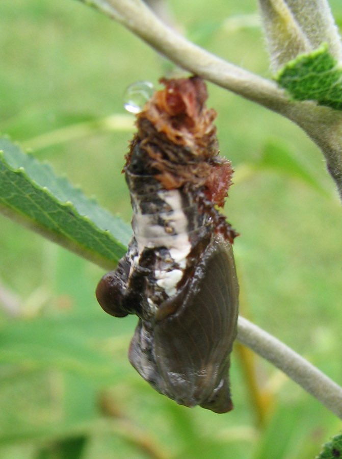 A viceroy butterfly, which mimics the monarch but carries an extra black line across the hindwing
