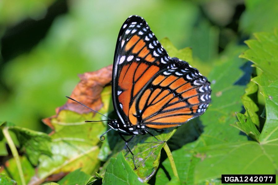 A viceroy at rest, smaller than a monarch and with a curved black band across the back wing
