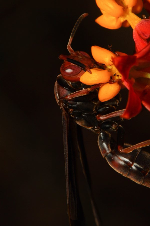 A paper wasp feeding at milkweed flowers, one of the many large insects the nectar attracts